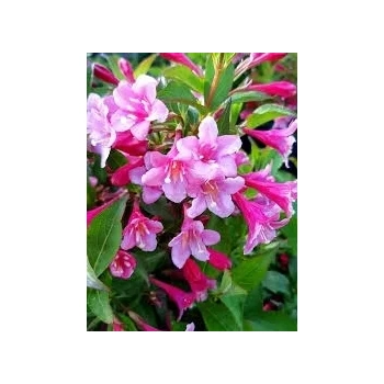 KRZEWUSZKA WEIGELA - sadzonki 40 / 60 cm